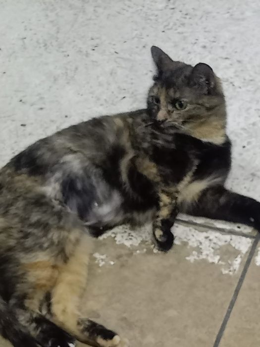 Кошечка в добрые руки