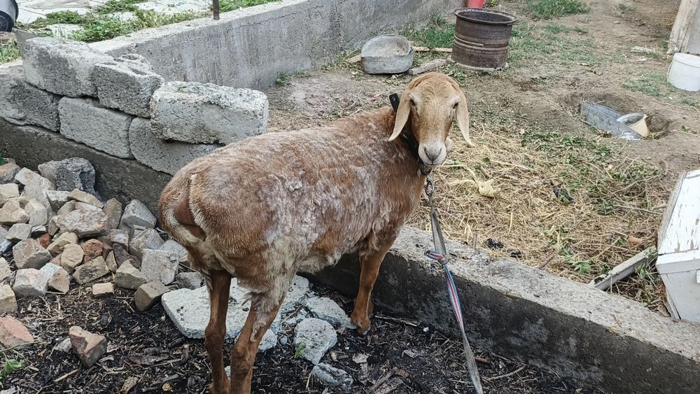 Продаётся баранина