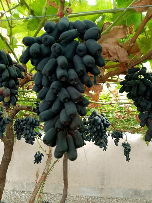 Аватар ломбаржини хелоун маникюр фингер шайн муска мое сердца ва бошка