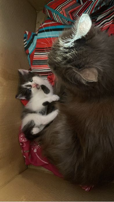 Отдам котенка (мальчик) за шоколадку