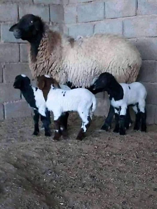 Продам скот писать вацап