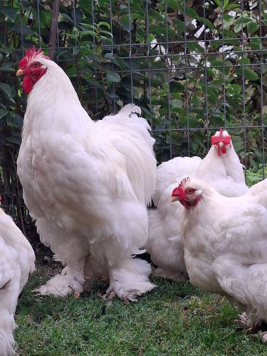 Familie cochinchina urias alb TRANSPORT GRATUIT