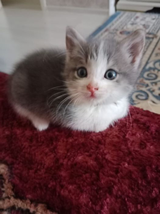 Отдам в добрые руки котят