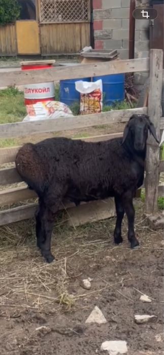 Кошкар 10 ай гисар