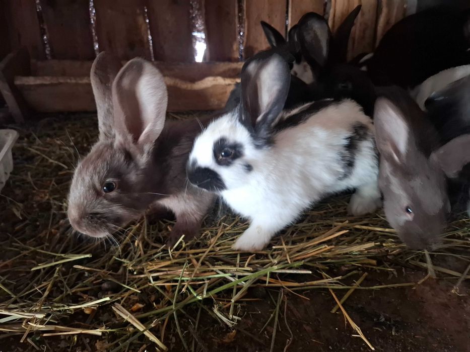 Iepuri fluture german