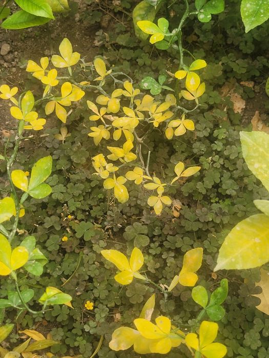 Саженцы дикого лимона