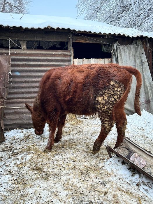 Продам.Тёлочак стоят на откорми.