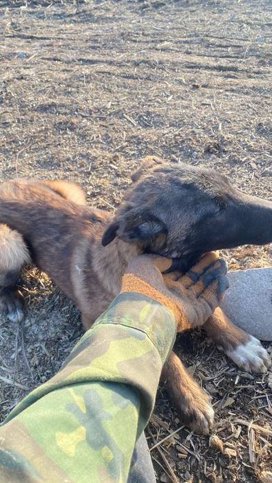 Белгиская окарачка