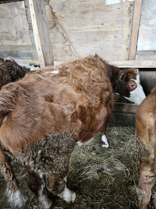 Продаются коровы белоголовые