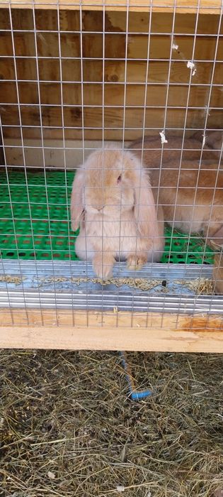 Френски кочоват заек зайци