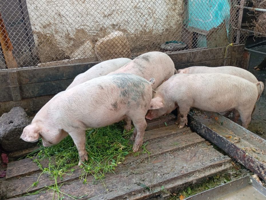 продаются поросята