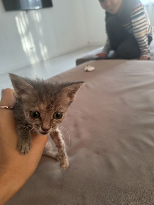 Отдам котенка в добрые руки