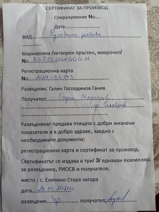 Папагал Пирура Молина