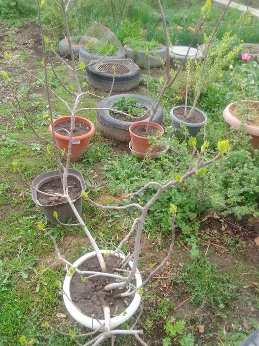 Инжир сиреневый, кустарник