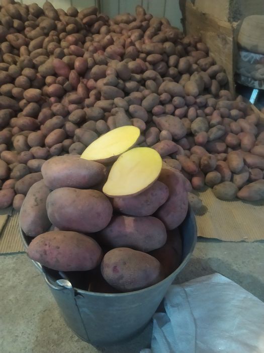 Продам картоху отборную