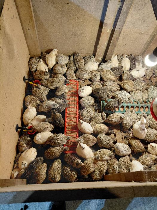 Prepelițe jumbo gold