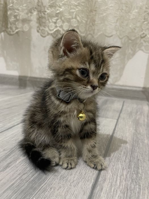 Порода: Скоттиш страйт