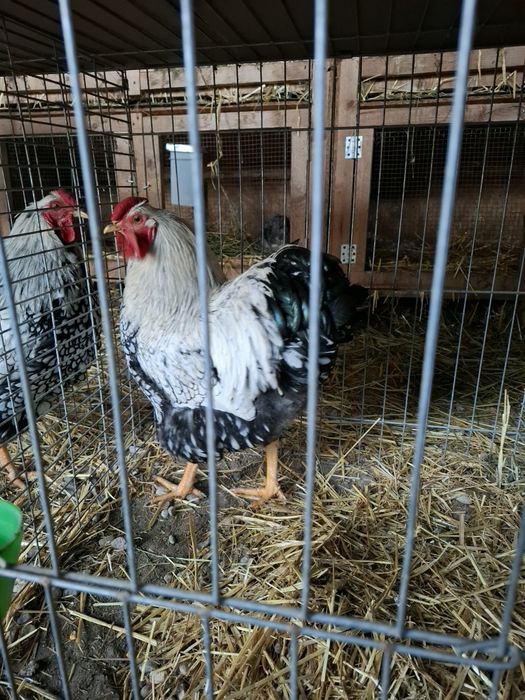 Cocosi de rasa wyandotte  argintiu