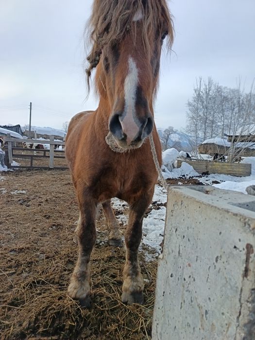 Советский тяжеловоз