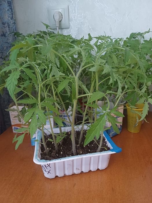 Продаю рассаду в стаканчиках