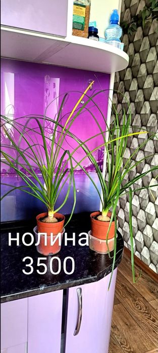 Продам сциндапсус
