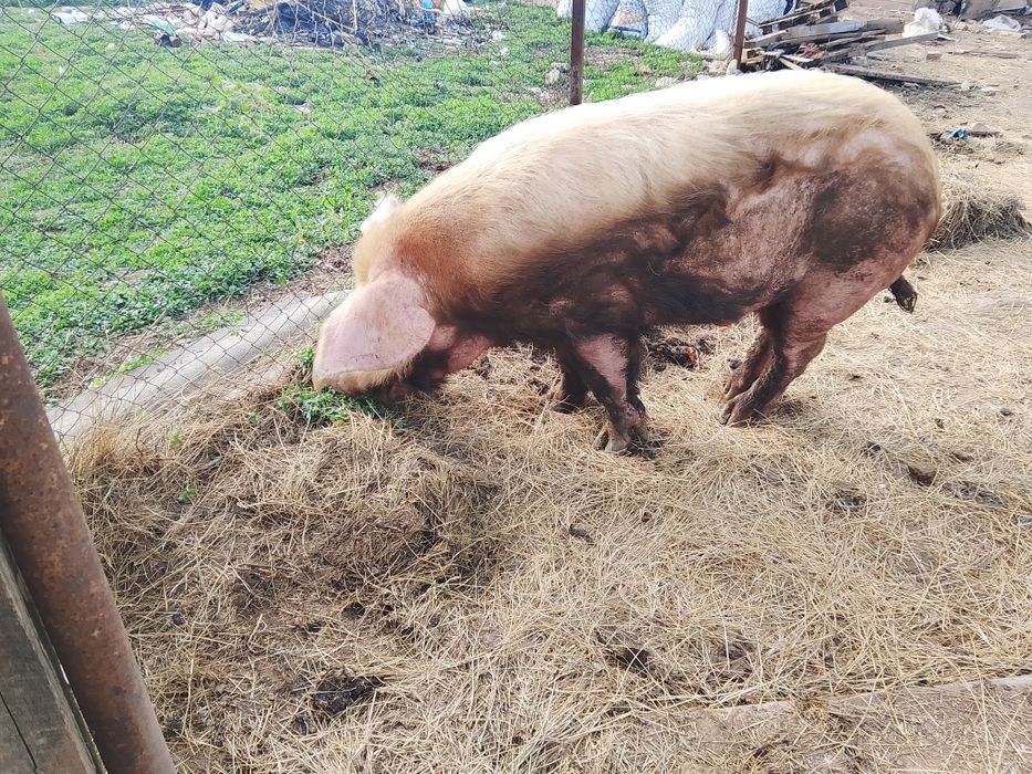 Продам кабана(хряк)2.5 года