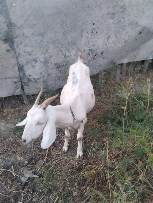 Продам коза с козлёнком и коза одну