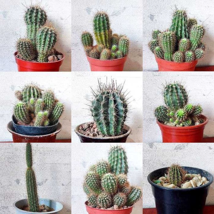 Sotiladi Продаётся цветущие кактусы