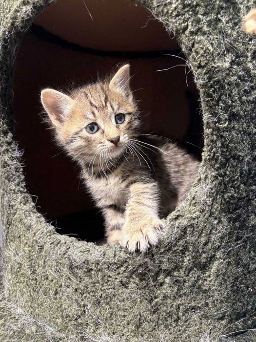 Котятя ищут семьи!
