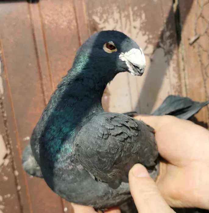Porumbei Germani