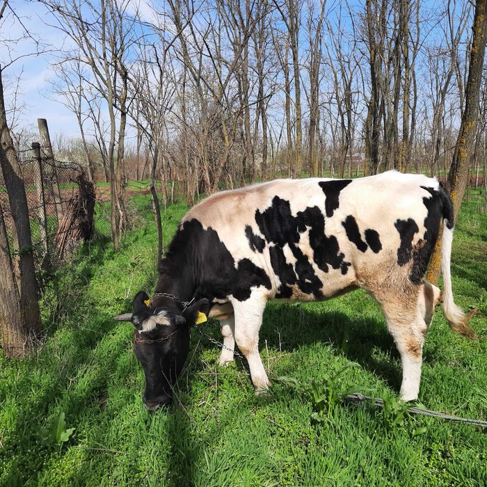 Vand junica Holstein