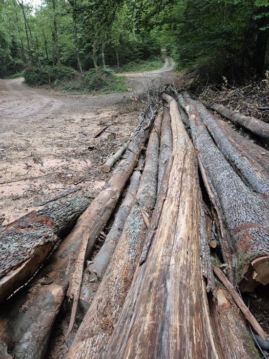 Lemne de foc uscate /verzi