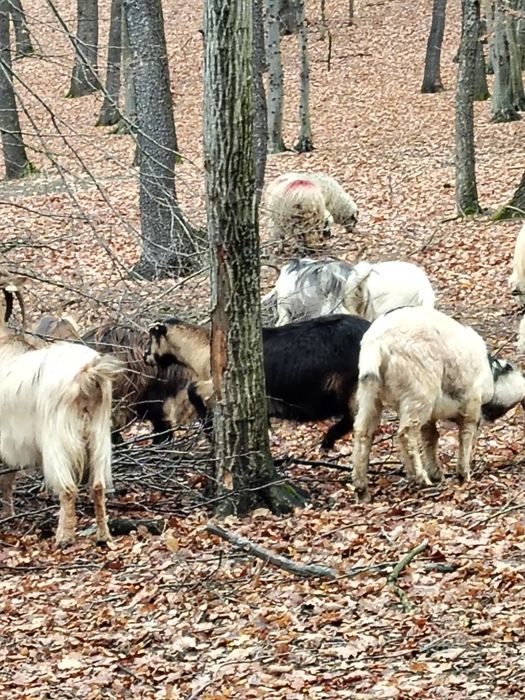 Vând 10 capre gestanta