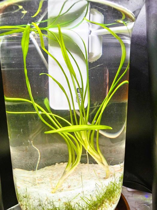 Аквариумные  растения