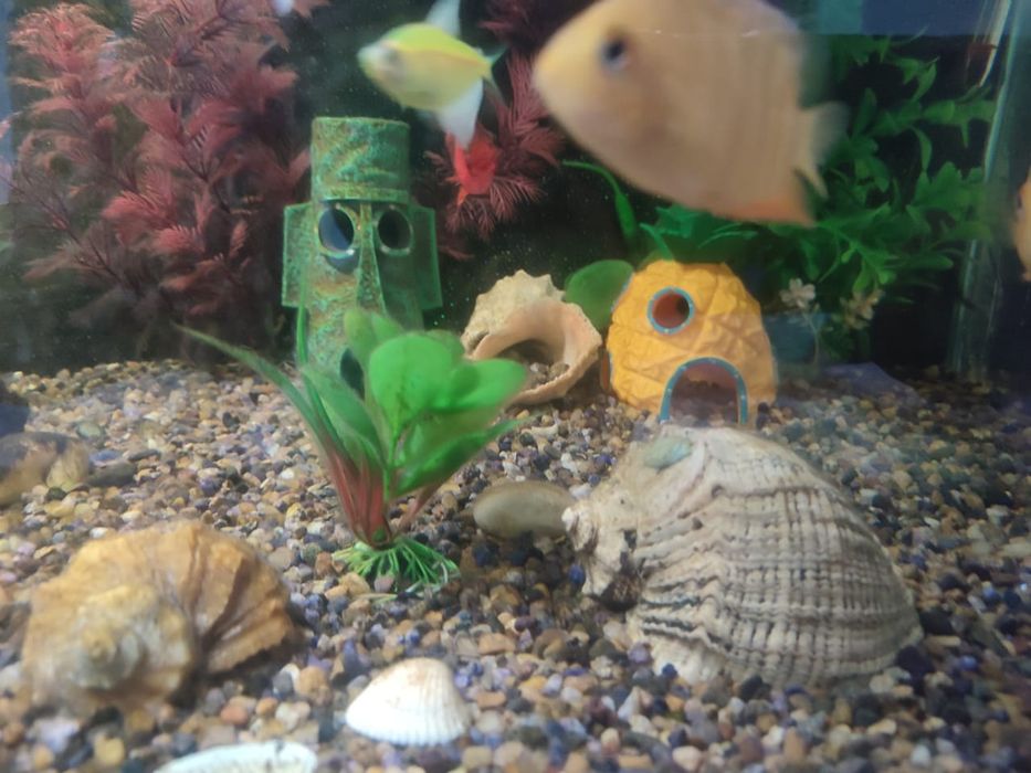 Укомплектованный аквариум