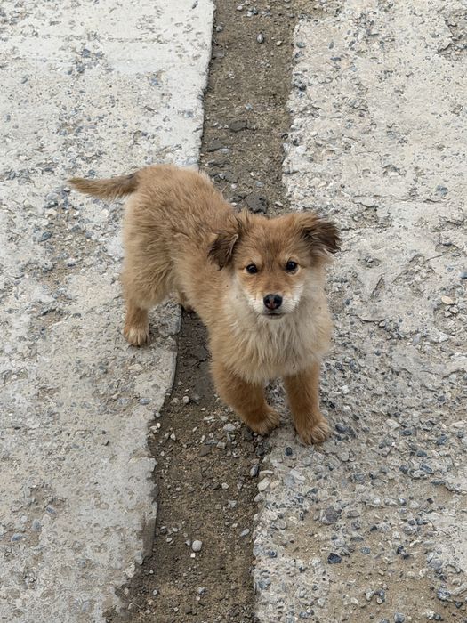 щенки в добрые руки