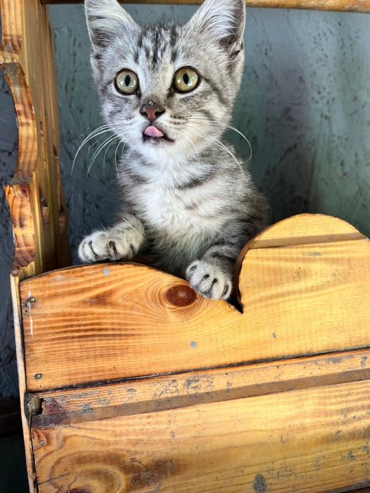 Котёнок мальчишка