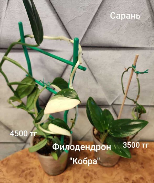 Филодендрон филодендрон