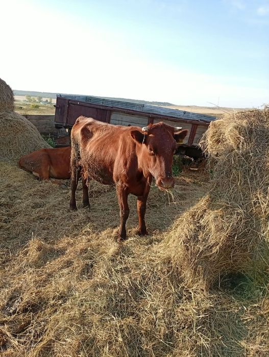 2 Коровы 3 первотелки продам