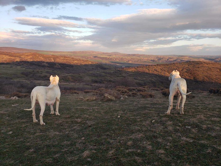 Дого Аржентино кученца