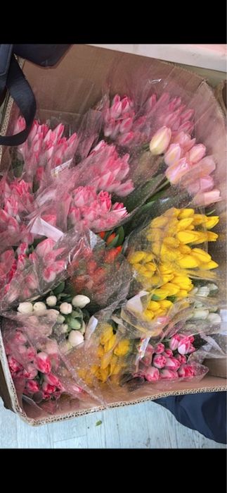 Тюльпаны оптом.