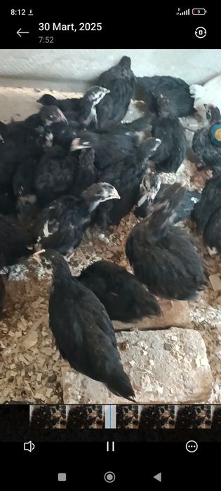 Andijon qora tovuq joʻjalari va 10dona brama