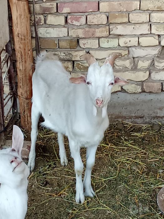 Erkak echki sotiladi