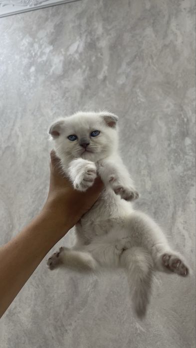 Продаются котята