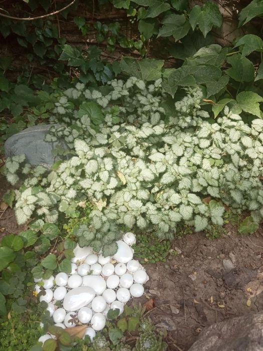 Девичий виноград Вичи