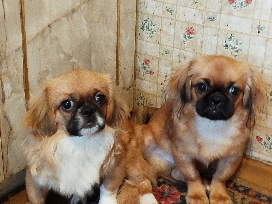 Племенные щенки Пекинеса