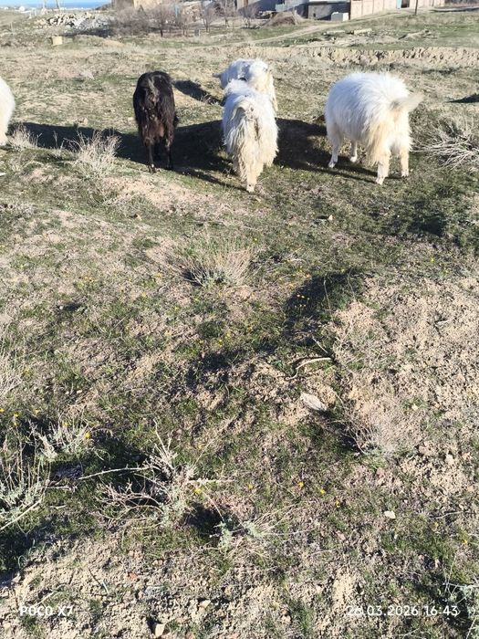 Козы с козлятами девочки