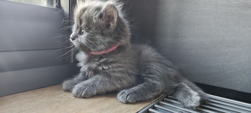 Котенок девочка.