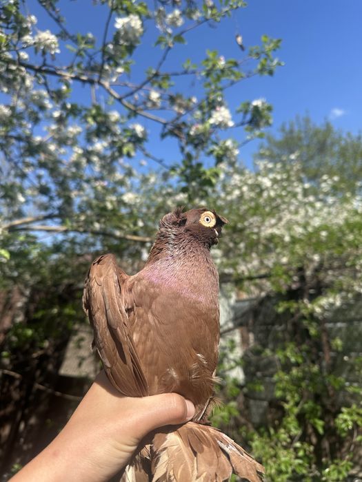 Голубь красивый