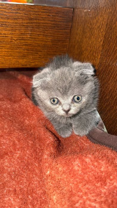 Продаются котятки Scottish-Fold